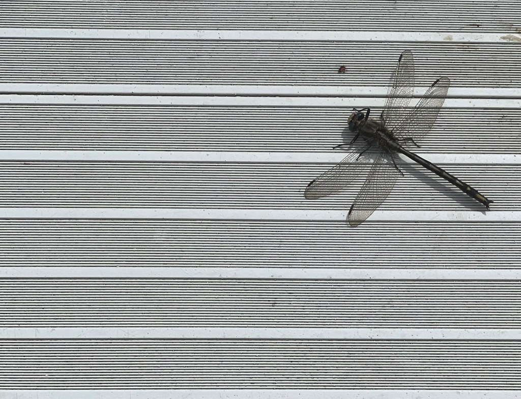 Dragon fly, Loon Lake, Wisconsin June 2022