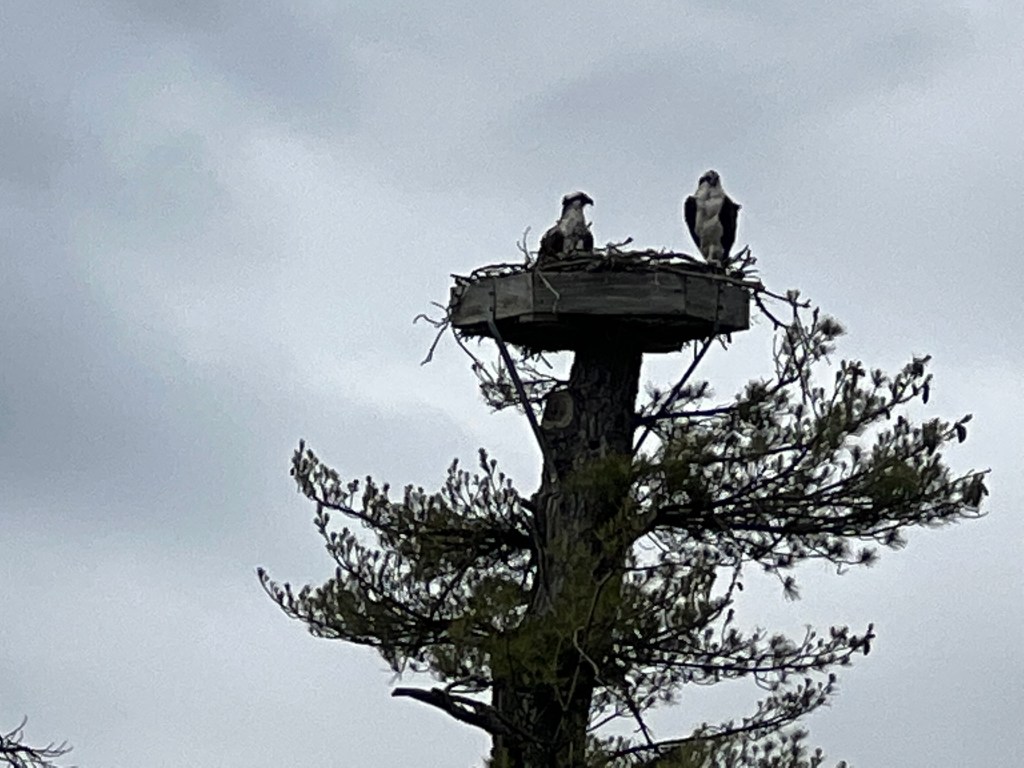 Osprey fish eagles, Loon Lake, Wisconsin June 2022