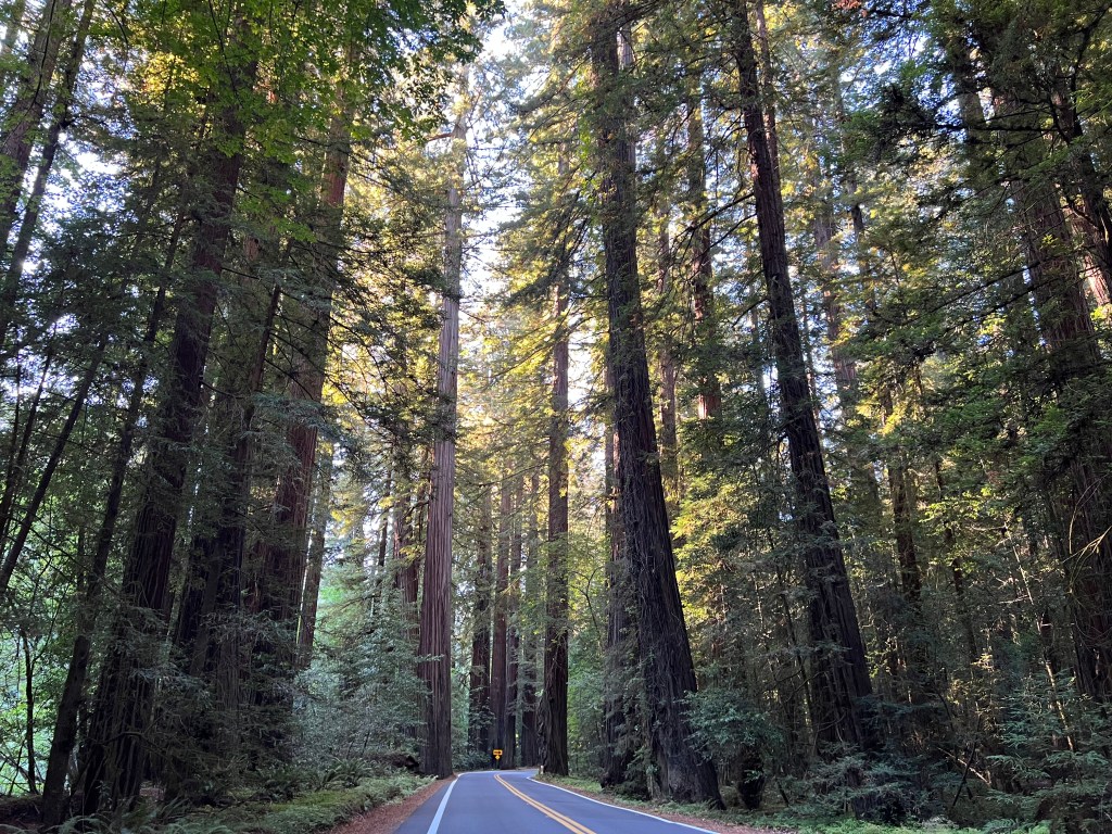 Road Trip through redwoods, Northern California, August 2022