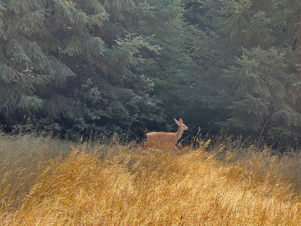 deer, Northern California, August 2022
